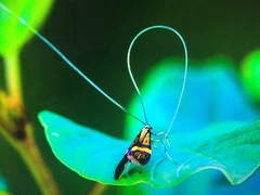 Nemophora degeerella