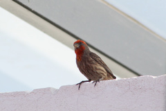 Haemorhous mexicanus