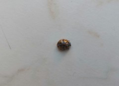 Harmonia axyridis