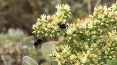 Aeonium urbicum
