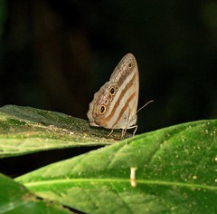 Magneuptychia fugitiva