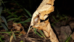 Ectobius erythronotus