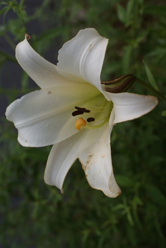 Chinese lily