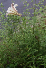 Lilium