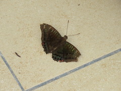 Euthalia adonia pinwilli