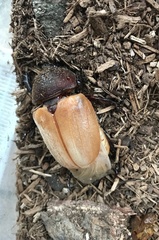 Trypoxylus dichotomus