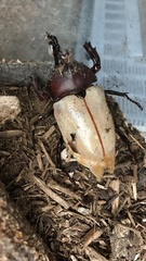 Trypoxylus dichotomus