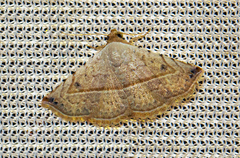 Eublemma gayneri