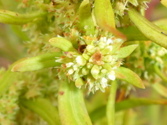 Rumex fueginus