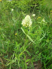 Trifolium pannonicum