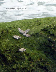 Calidris alba