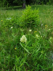 Trifolium pannonicum