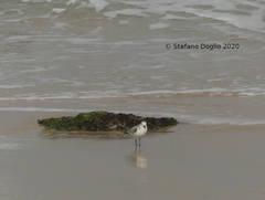 Calidris alba