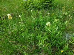 Trifolium pannonicum
