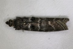 Ortholepis pasadamia