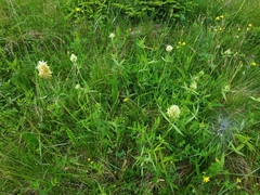 Trifolium pannonicum