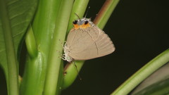 Tajuria dominus