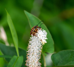 Typocerus velutinus