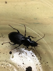 Pterostichus coracinus