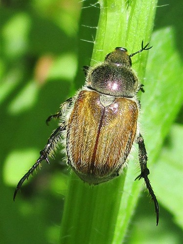 Chaetopteroplia segetum