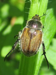 Chaetopteroplia segetum