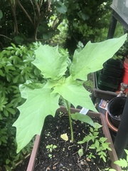 Chenopodiastrum hybridum