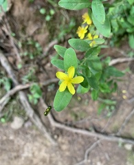 Hypericum nudiflorum