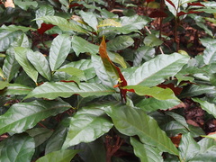 Excoecaria cochinchinensis