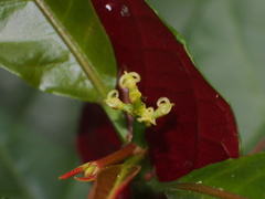 Excoecaria cochinchinensis