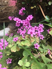 Oxalis articulata