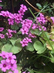 Oxalis articulata