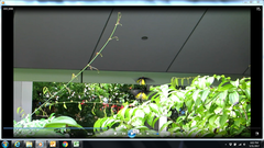 Troides helena cerberus