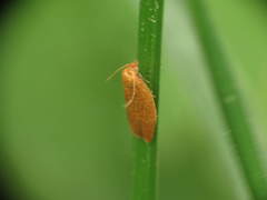 Sparganothis distincta