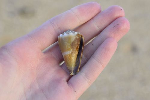 Conus lividus observed 2017-05-30