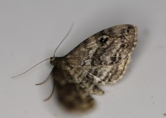 Melanomma auricinctaria