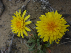 Agoseris apargioides