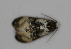 Phalonidia memoranda