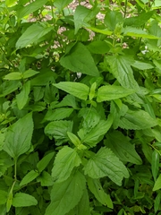 Conoclinium coelestinum