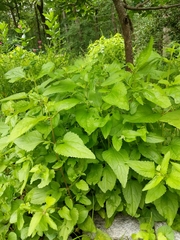 Conoclinium coelestinum