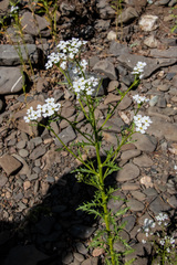 Dontostemon pinnatifidus