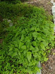 Conoclinium coelestinum