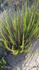 Limbarda crithmoides longifolia