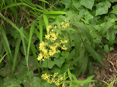 Lysimachia davurica