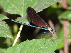 Atrocalopteryx atrata
