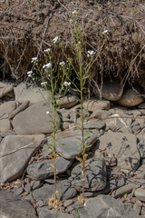 Dontostemon pinnatifidus
