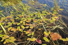 Potamogeton amplifolius