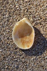 Vasticardium hawaiensis