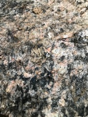 Latrodectus variolus