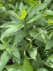 Eutrochium maculatum maculatum