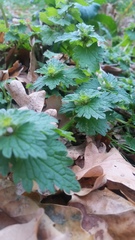 Lamium hybridum